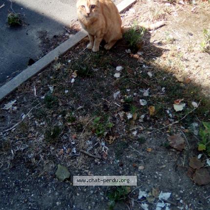 451496 Chat Trouve A Le Blanc Mesnil Chat Perdu France