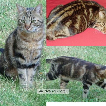 Photo 1/1 Toumai Chat perdu à Montanay