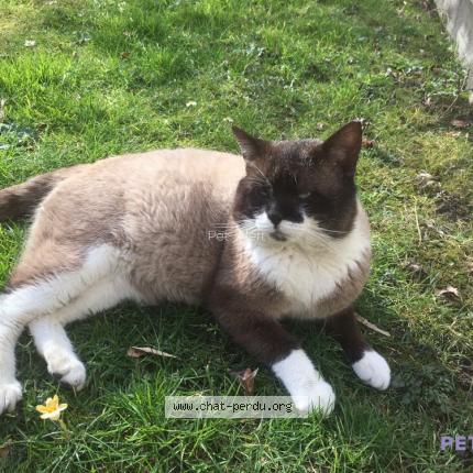 Photo 1/5 Haribo Chat perdu à Le havre