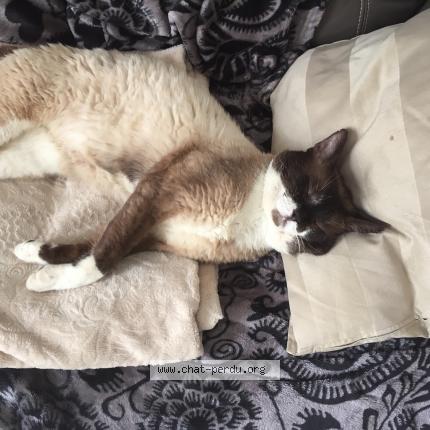 Photo 2/5 Haribo Chat perdu à Le havre