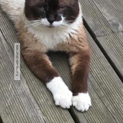 Photo 3/5 Haribo Chat perdu à Le havre