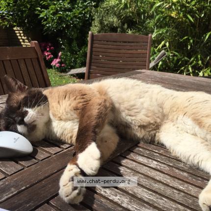 Photo 5/5 Haribo Chat perdu à Le havre