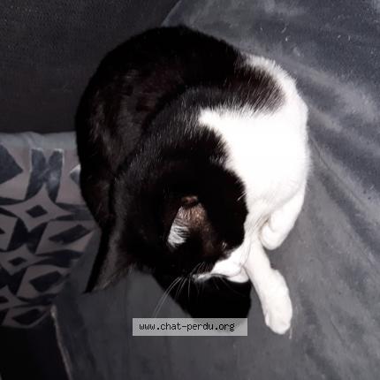 Lolita Chat Perdu Et Retrouve A Muret Chat Perdu France Lolita Chat Perdu Et Retrouve A Muret Chat Perdu France