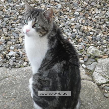 Minou Chat Perdu A Fleury Sur Andelle Chat Perdu France