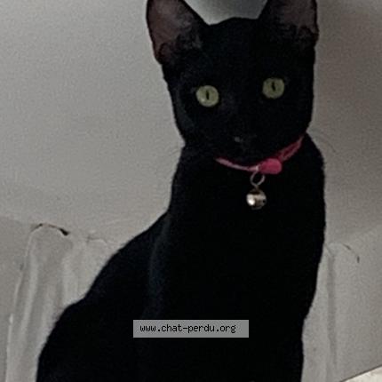 Photo 1/1 Oup’s Chat perdu à Dzaoudzi labattoir