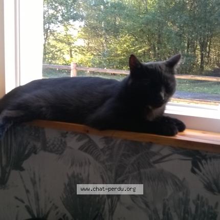 Photo 1/1 Mécène Chat perdu à Mezeray