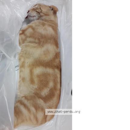 Chat Trouve A Mimet Chat Perdu France