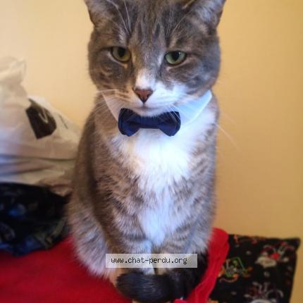 455611 Igor Chat Perdu à Gatineau Chat Perdu Canada