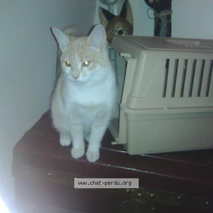 Photo 1/1 DEX Chat perdu à La teste de buch