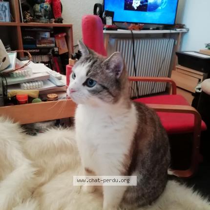 Photo 1/1 Cocaïne Chat perdu à Crosne