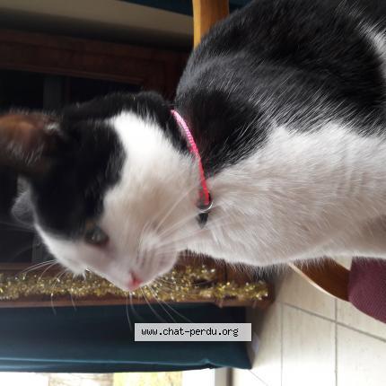 Photo 1/1 Danae Chat perdu à Port grimaud