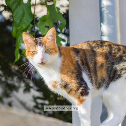 Isis Chat Perdu Et Retrouve A Herouville Saint Clair Chat Perdu France Isis Chat Perdu Et Retrouve A Herouville Saint Clair Chat Perdu France