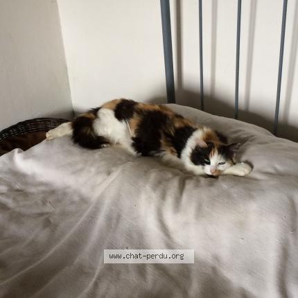 Photo 1/1 Kathleen Chat perdu à Hasparren