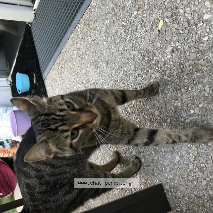 4572 Maya Chat Perdu A Morangis Chat Perdu France 4572 Maya Chat Perdu A Morangis Chat Perdu France