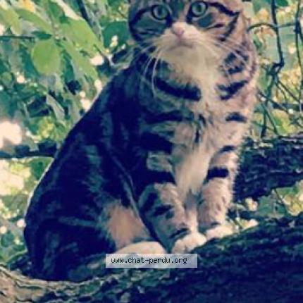 Photo 1/1 Zoro Chat perdu à La crau