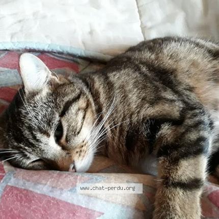 Photo 1/1 Nougat Chat perdu à Saint haon