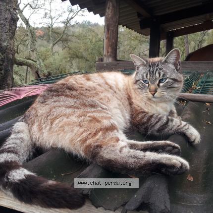Photo 1/1 Oscar Chat perdu à Chasseneuil sur bonnieure