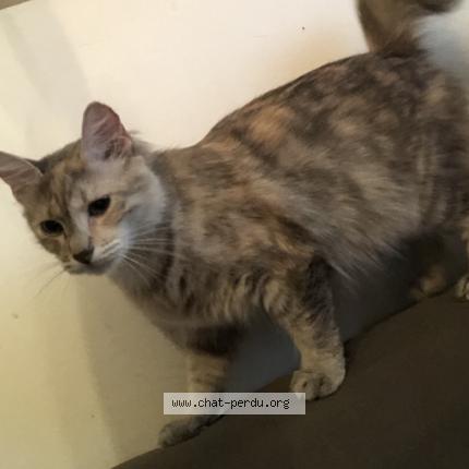 Hermione Chat Perdu Et Retrouve A Varennes Sur Seine Chat Perdu France Hermione Chat Perdu Et Retrouve A Varennes Sur Seine Chat Perdu France