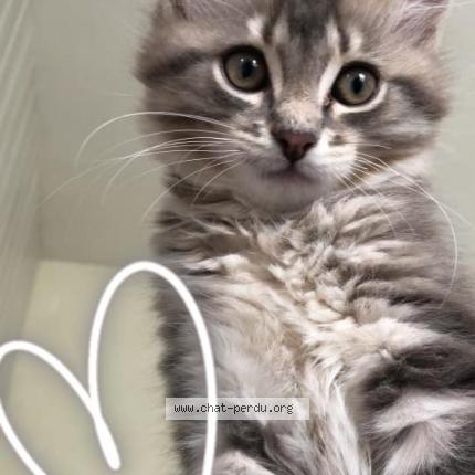 458827 Pouky Chat Perdu A Mayet D Ecole Chat Perdu France