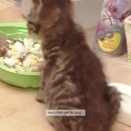 459655 Sans Nom Chaton Chat Perdu à Drancy Chat Perdu France