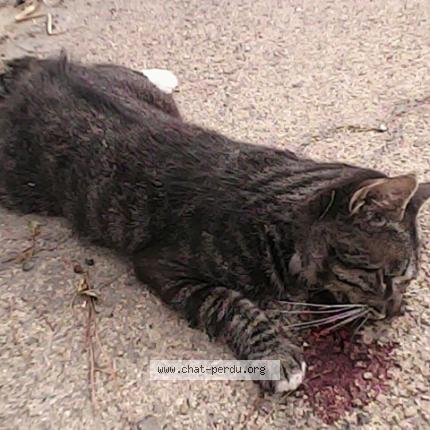 460687 Chat Trouve A Meyreuil Chat Perdu France