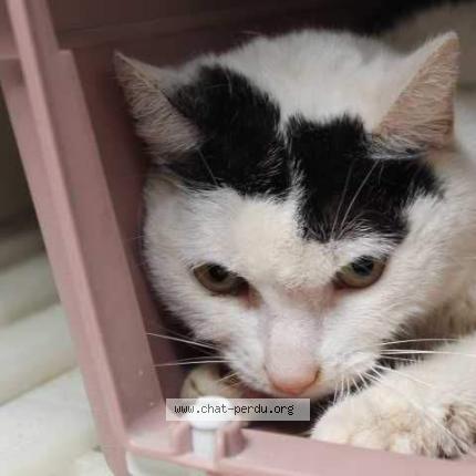 4615 Chat Trouve A Salaise Sur Sanne Chat Perdu France 4615 Chat Trouve A Salaise Sur Sanne Chat Perdu France