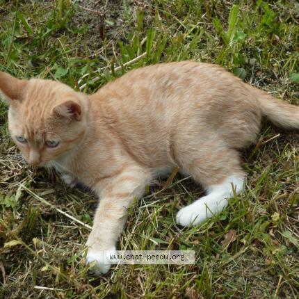 Photo 1/1 Orteil Chat perdu à Rennes