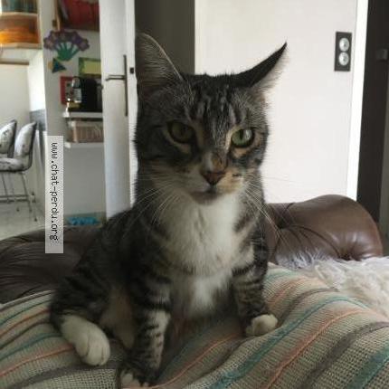 Hermione Chat Perdu Et Retrouve A Tinqueux Chat Perdu France Hermione Chat Perdu Et Retrouve A Tinqueux Chat Perdu France