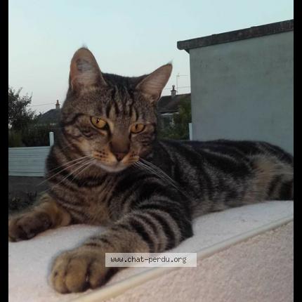 Photo 1/1 NOISETTE Chat perdu à Gignac cressensac