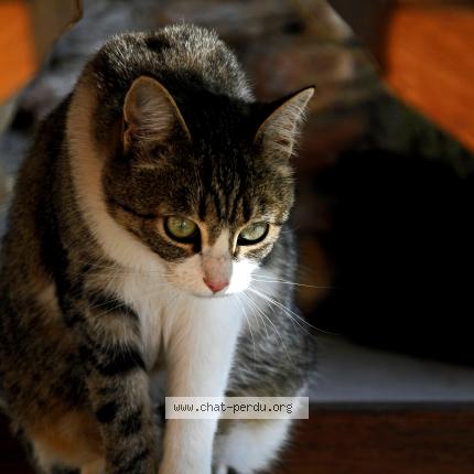 Bouboule Chat Perdu Et Retrouve A Bussieres Chat Perdu France