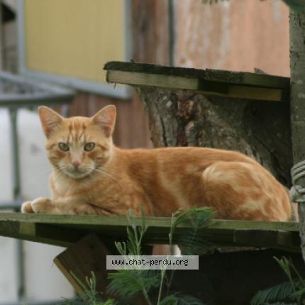 Photo 1/1 ROUPER Chat perdu à Roncq