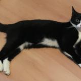 Chat Perdu Ou Trouve Paris 11 Paris 75 France Chat Perdu Ou Trouve Paris 11 Paris 75 France