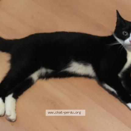 Photo 1/1 opale Chat perdu à Paris