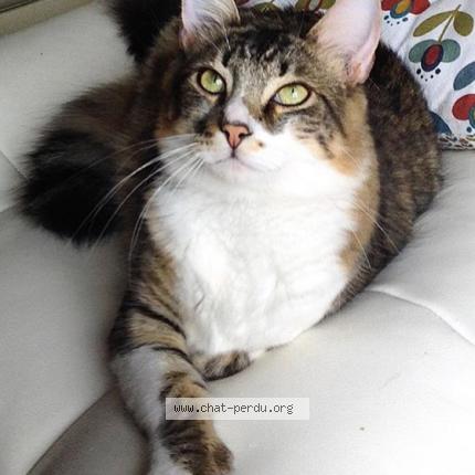 Photo 1/1 Lua Chat perdu à La vraie croix