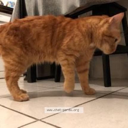 Caramel Chat Perdu Et Retrouve A Aulnay Sous Bois Chat Perdu France Caramel Chat Perdu Et Retrouve A Aulnay Sous Bois Chat Perdu France