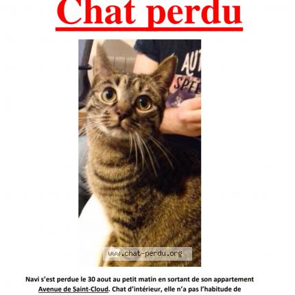 Navi Chat Perdu Et Retrouve A Versailles Chat Perdu France Navi Chat Perdu Et Retrouve A Versailles Chat Perdu France
