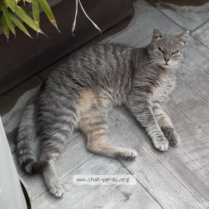 Photo de chat perdu à Saint Victoret