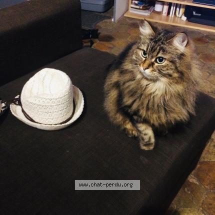 Photo 1/1 Soya Chat perdu à Jouars pontchartrain