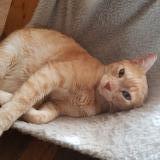 Photo de chat perdu à St Germain Les Arpajon