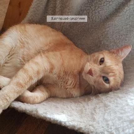 Photo 1/1 lucas Chat perdu à St germain les arpajon