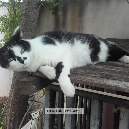 Photo 1/1 Titi Chat perdu à Saint bres