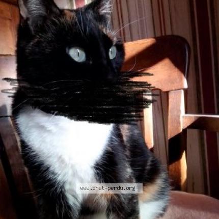 Mouflette Chat Perdu Et Retrouve A Bourre Chat Perdu France Mouflette Chat Perdu Et Retrouve A Bourre Chat Perdu France