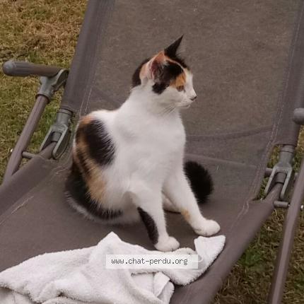Photo 1/1 Timoune Chat perdu à St viaud