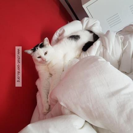 Photo 1/1 MALIBU Chat perdu à Halluin