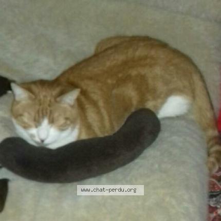 Photo 1/1 Renardeau Chat perdu à Oulins