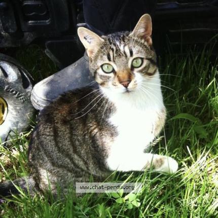 Photo 1/1 Ramses Chat perdu à La destrousse