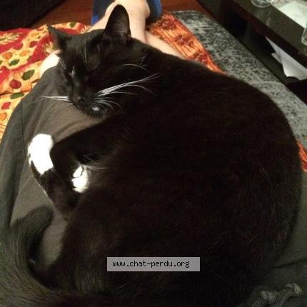 Photo 1/1 Calypso Chat perdu à Sartrouville