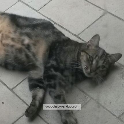 Photo 1/1 Nugget’s Chat perdu à Wattignies