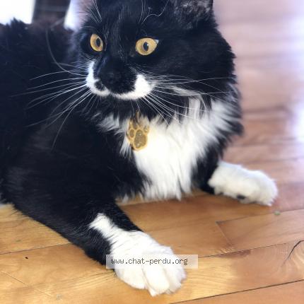 Photo 1/1 Jimmy-Lee Mc Lellan Chat perdu à Laval