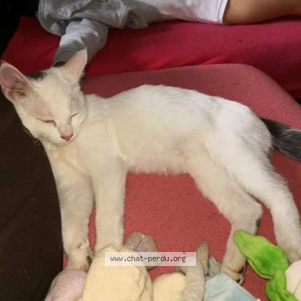 Moumouss Chat Perdu A Luneville Chat Perdu France